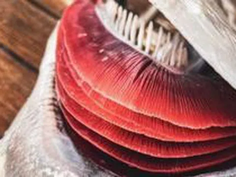 3 bộ phận của cá không nên ăn: Có bộ phận chứa độc tố, ăn phải có thể gây suy thận