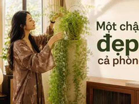 Người phụ nữ chỉ đặt một chậu cây 4 năm tuổi trong phòng khách, ai bước vào đều khen: “Nhìn thôi đã thấy thư thái”