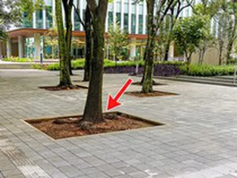 Vì sao dưới gốc cây trong công viên thường để một khoảng đất trống?