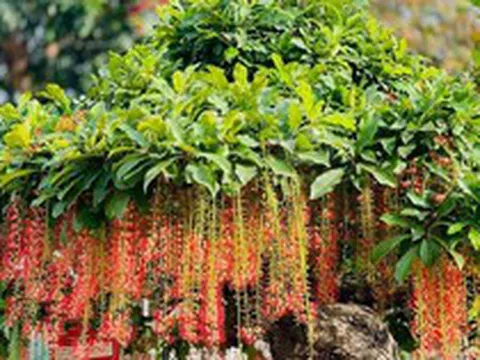 4 lý do người nhà giàu thường trồng lộc vừng trong nhà