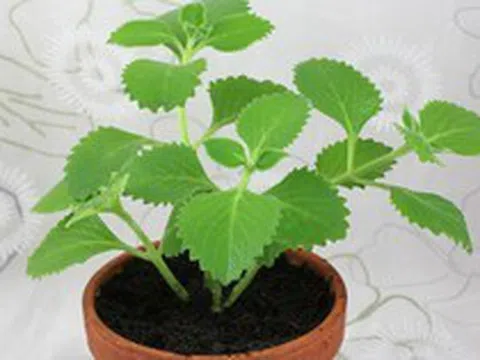 4 lý do vì sao nên trồng một bụi húng chanh gần bếp