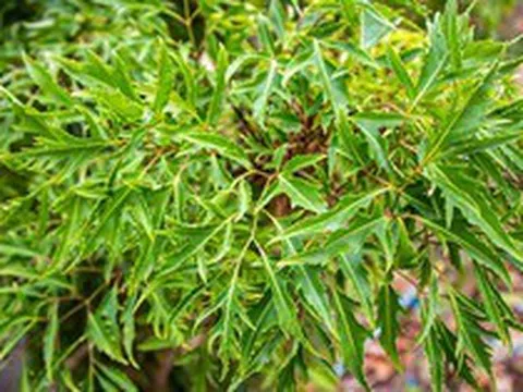 Lời khuyên đến tất cả các gia đình đang trồng cây đinh lăng