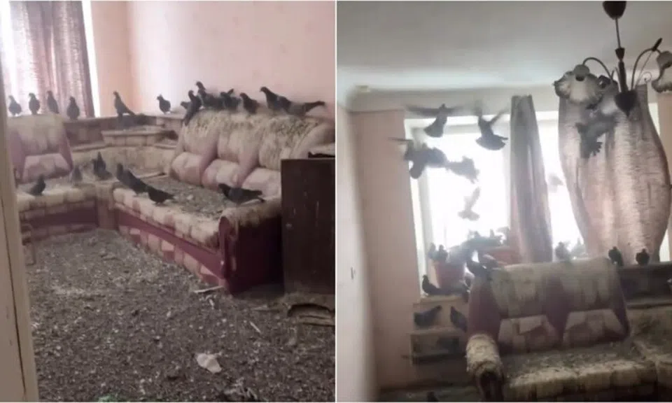 Trở về sau 3 năm đi làm xa, người đàn ông tá hỏa vì nhà thành 'tổ chim khổng lồ'